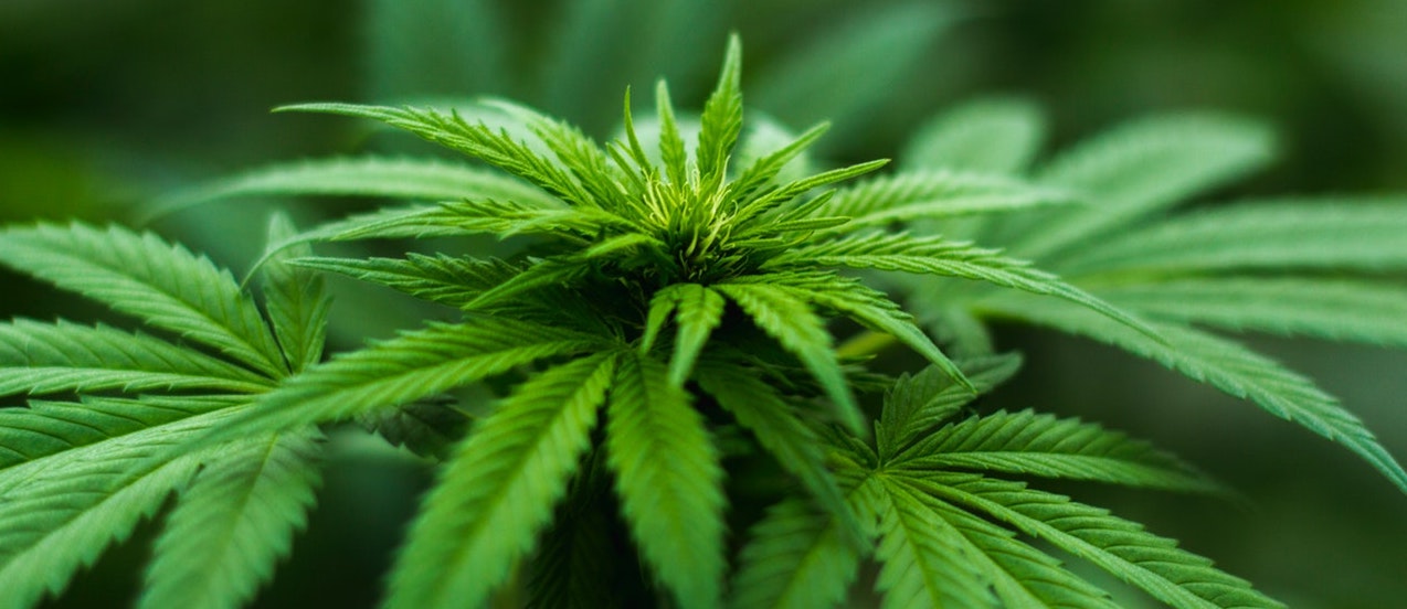 Marijuana Addiction Treatment in Toronto Freedom From Addiction