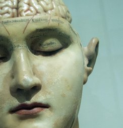 An anatomical model with the brain exposed