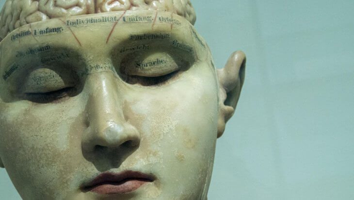 An anatomical model with the brain exposed
