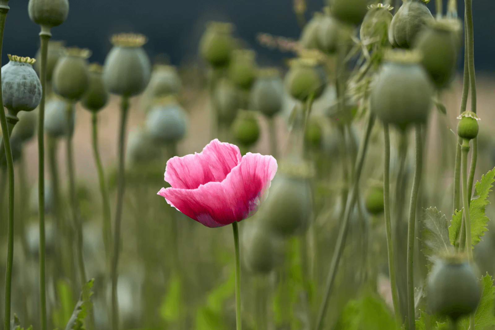 A poppy plant, the natural source of opium.