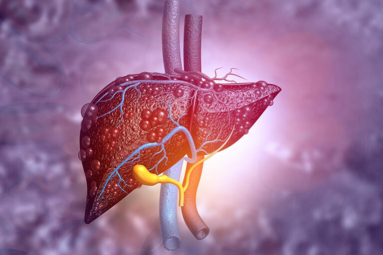 A 3D-rendering of a healthy human liver