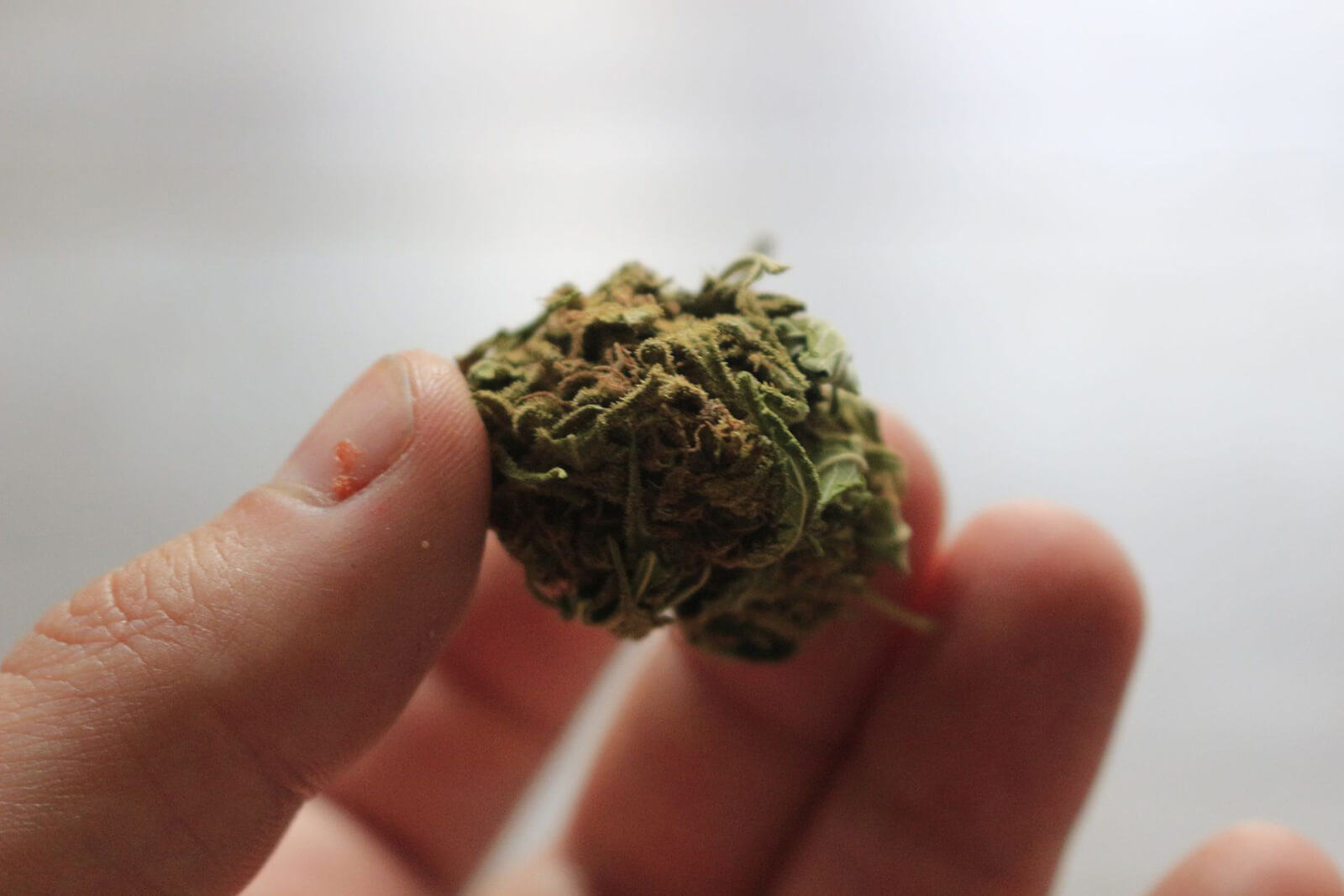 A hand holding a small bud of green marijuana in focus