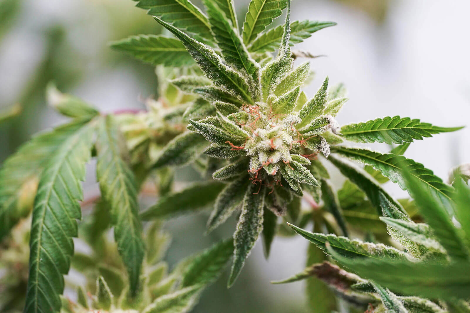 A cannabis plant