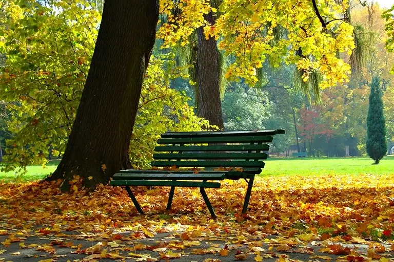 A park bench in the fall in front of a tree and a field, surrounded by leaves